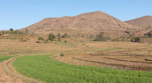 Mezőgazdasági területek Madagaszkáron — Stock Fotó