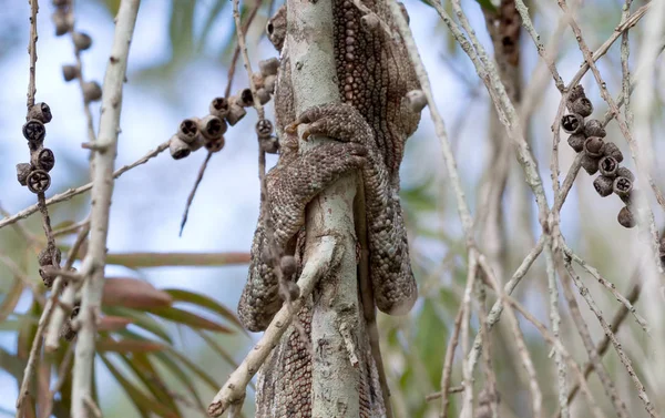 Camaleão camuflado bonito em Madagáscar, foco seletivo o — Fotografia de Stock