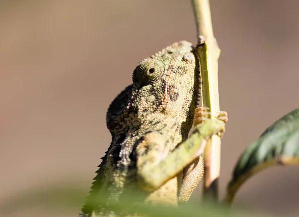 Piękny kamuflaż kameleon na Madagaskarze — Zdjęcie stockowe