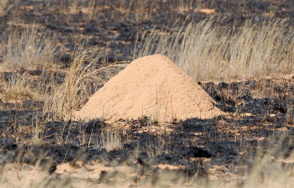 Kleine termietenheuvel in een verbrand gebied — Stockfoto