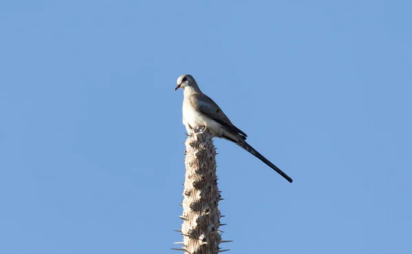 Namaqua dove on top of a large cactus — Stock Photo, Image
