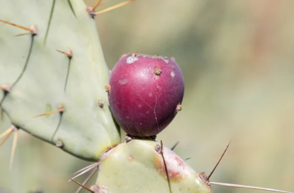 Cactus fresco pera espinosa en un cactus —  Fotos de Stock