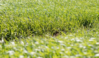 Madagaskar'da tarım alanları