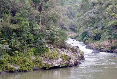 Madagaskar tropikal orman