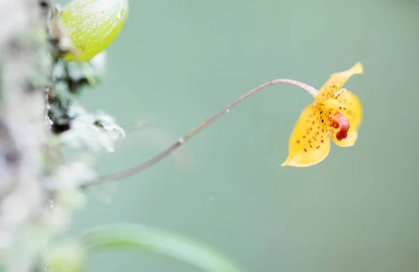 Orquídea amarela em uma árvore — Fotografia de Stock