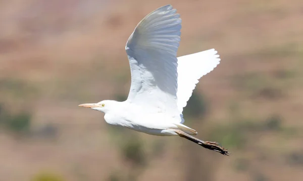 Egret flying in Madagascar — Stock Photo, Image