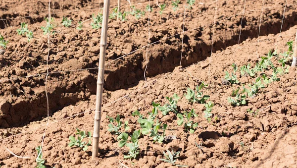 Campi agricoli in Madagascar — Foto Stock