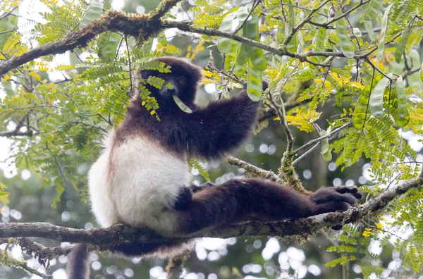 Indri, największy Lemur świata — Zdjęcie stockowe