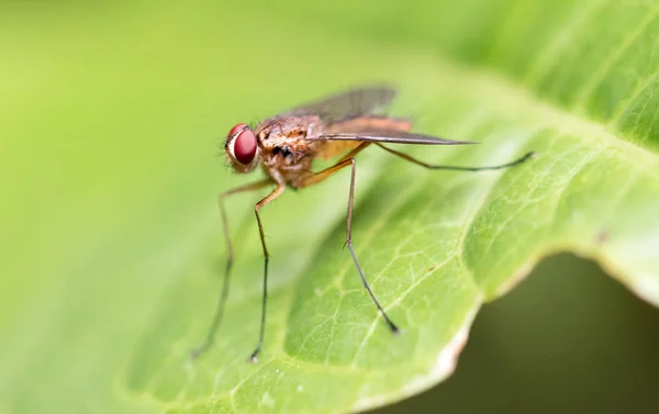 Vola seduta su una foglia verde — Foto Stock