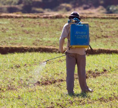 Çiftçi insektisit püskürtücü ile pirinç pestisit püskürtme 