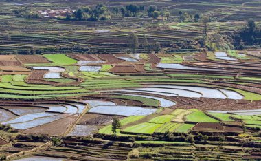 Madagaskar'da tarım alanları