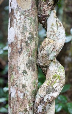 Malagasy ormanının yakın çekim