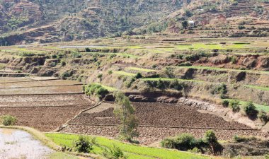 Madagaskar'da tarım alanları