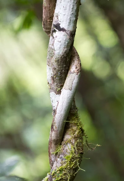 Closeup of the Malagasy jungle — Stock Photo, Image