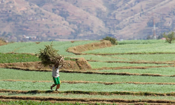 Man working on a field in Madagascar — Stock Photo, Image
