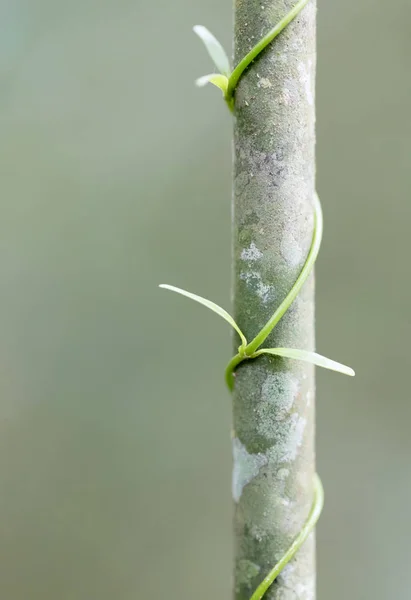 Closeup da selva malgaxe, planta torcendo em torno de uma árvore — Fotografia de Stock