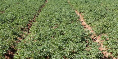 Madagaskar'da tarım alanları