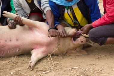 Yerel bir Malagasy pazarında Domuz teftiş ediliyor