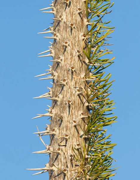 Cacto em Madagáscar — Fotografia de Stock