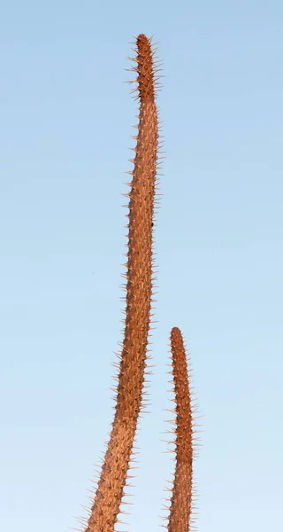 Cactus on Madagascar — Stock Photo, Image