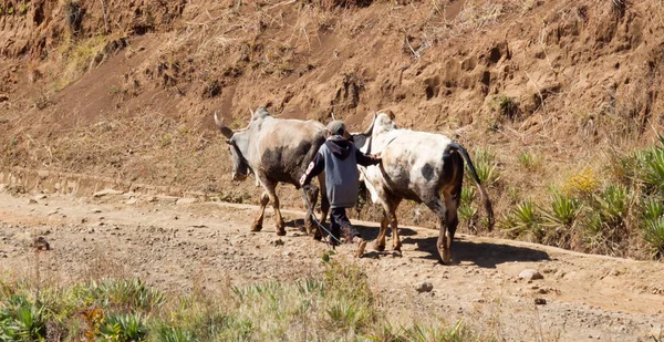 Child walking with his cattle, zebu — Stock Photo, Image