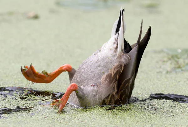 Canard colvert dans l'asclépiade — Photo