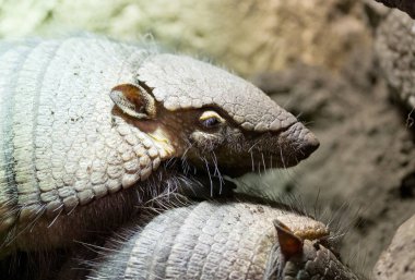 Armadillo başka bir armadillo üstünde uyuyor