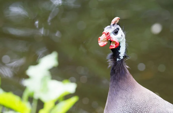 Guinea fowl bird or helmeted guinea fowl with white spotted feat — Stock Photo, Image