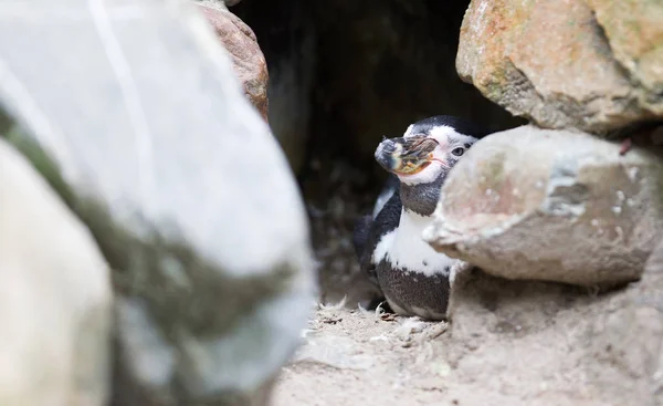 Niedlicher Pinguin schläft in einer kleinen Höhle — Stockfoto