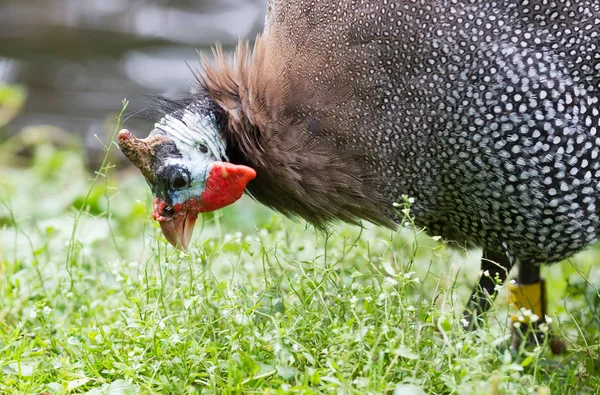 Guinea fowl bird or helmeted guinea fowl with white spotted feat — Stock Photo, Image