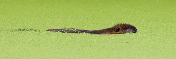 Beaver in the middle of a pool filled with duckweed — Stock Photo, Image