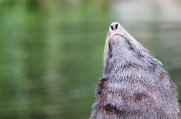 Obrovitý mořský Lev na skále — Stock fotografie