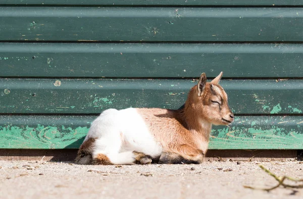 Goat sleeping, small and cute — Stock Photo, Image