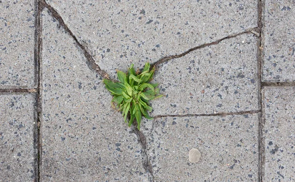 Green grass growing in crack of tile on road — Stock Photo, Image