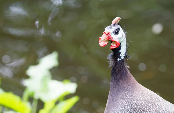 Guinea fowl bird or helmeted guinea fowl with white spotted feat — Stock Image Guinea fowl bird or helmeted guinea fowl with white spotted feat Stock Photo