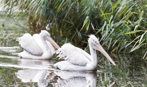 Dalmatian Pelican, Pelecanus crispus — Stock Photo, Image