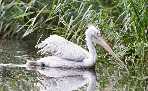 Dalmaçyalı Pelikan, pelecanus crispus — Stok fotoğraf