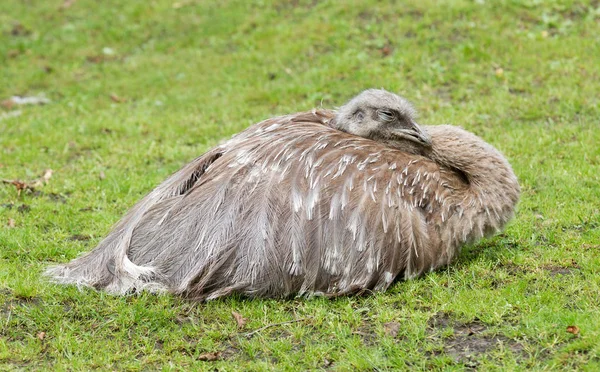 Emoe dormire nell'erba verde — Foto Stock