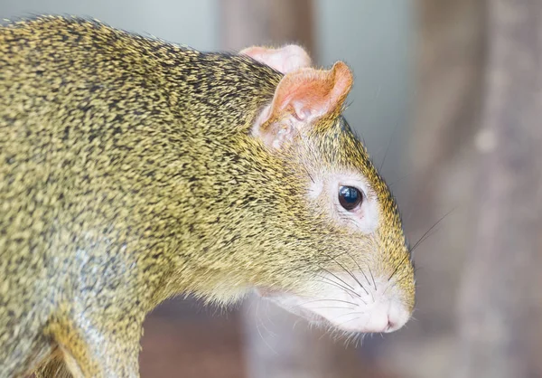 Agouti, aguti veya ortak agouti, Dasyprocta — Stok fotoğraf