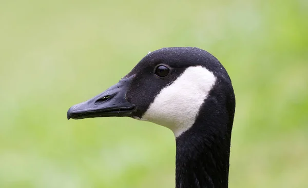 Strzał w głowę kanadyjskiej gęsi Branta canadensis — Zdjęcie stockowe