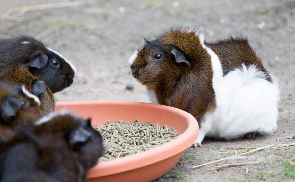Cerdo de Guinea comiendo —  Fotos de Stock