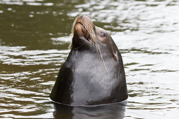 Zeeleeuw opzoeken — Stockfoto