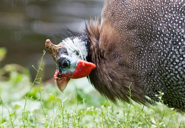 Guinea fowl bird or helmeted guinea fowl with white spotted feat — Stock Image Guinea fowl bird or helmeted guinea fowl with white spotted feat Stock Photo