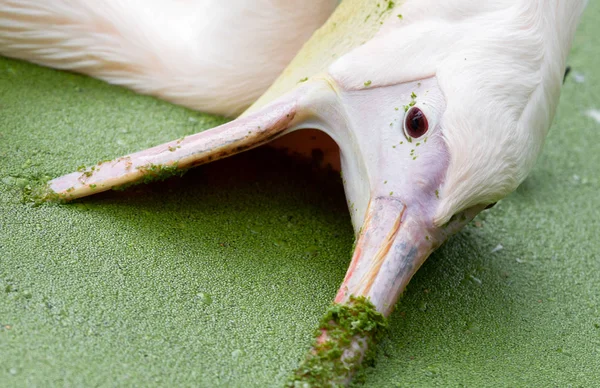 Pink pelican - Pool filled with duckweed — Stock Photo, Image