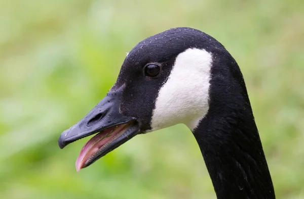 Tête d'une bernache du Canada Branta canadensis — Photo