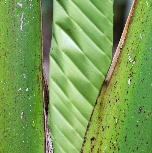 Palm tree closeup details
