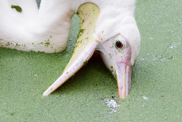 Pelicano rosa - Piscina cheia de ervas daninhas — Fotografia de Stock