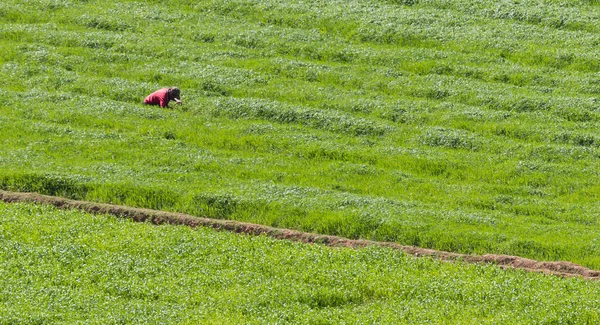 Single man working on a field in Madagascar — Stock Photo, Image