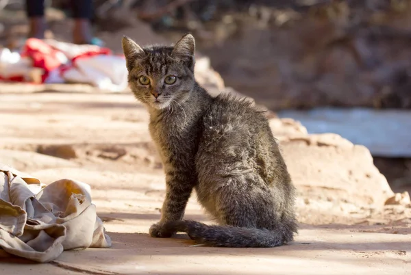 Primer plano retrato de lindo adorable pequeño gato gatito — Foto de Stock