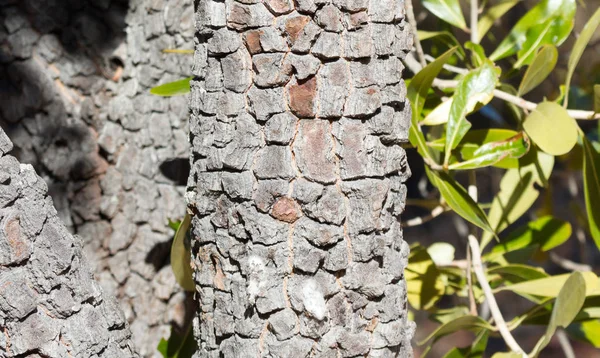 Bark of an African tree — Stock Photo, Image